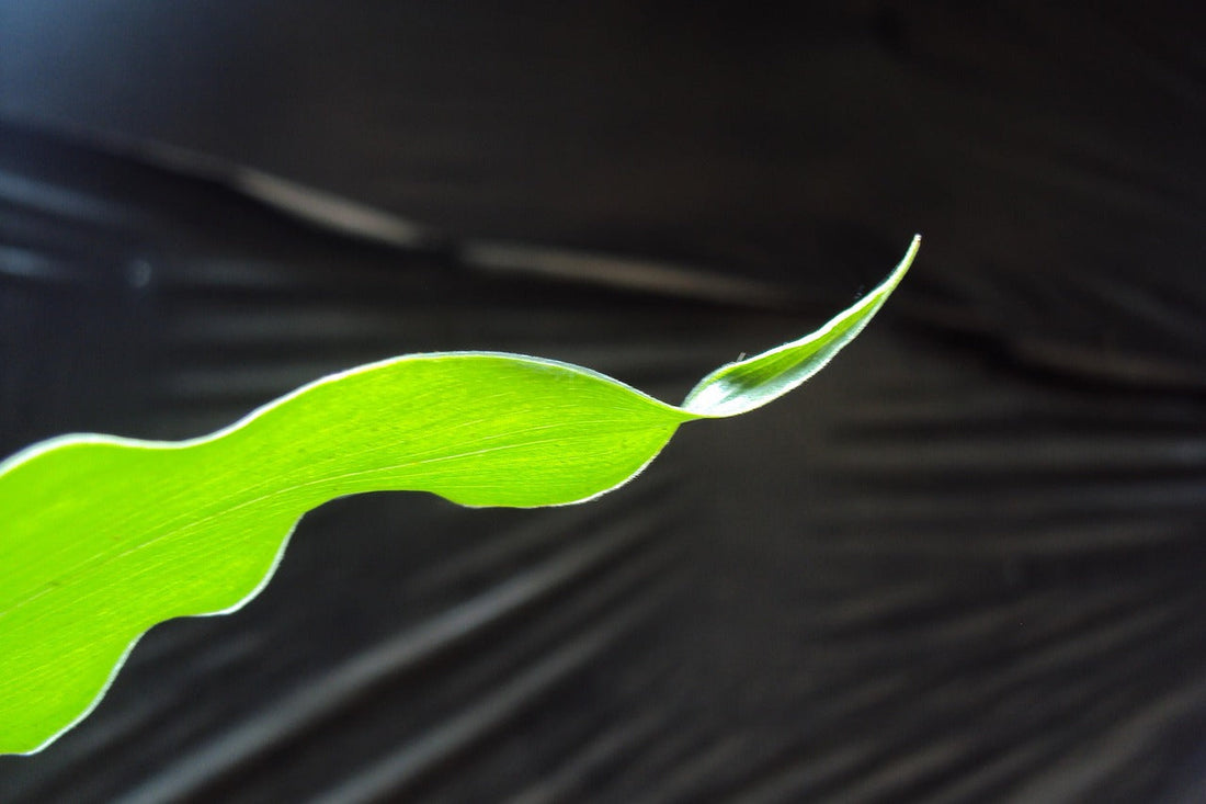 How Long Does a Parasite Cleanse Take?