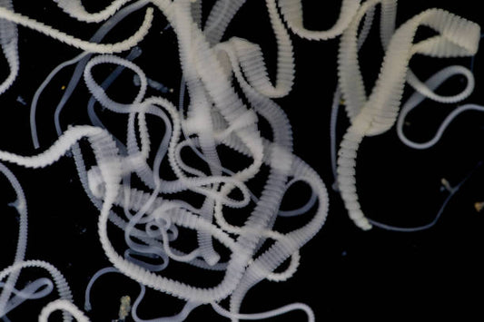 Tapeworms vs Roundworms: What You’re Dealing With