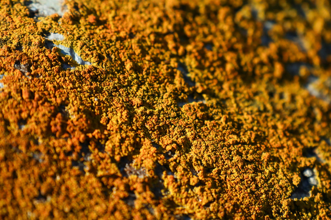 Biofilm Disruptors and Their Role in a Parasite Detox